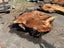 1000 kg Small Ancient Kauri Stump Root Log – Natural Art / Collector’s Piece Carousel 19