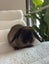 Minilop rabbits Carousel 3