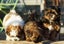 Shih Tzu puppy Carousel 3