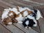 Shih Tzu puppy Carousel 4