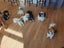 Shih Tzu puppy Carousel 6