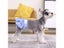 Dog Menstrual Pants Princess Pet Physiological Pants Female Dog Shorts Carousel 5