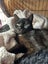 Sweet little Suzie desexed kitten Carousel 3