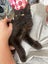 Lexi Fluffy desexed kitten Carousel 1