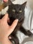 Lexi Fluffy desexed kitten Carousel 2