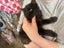 Lexi Fluffy desexed kitten Carousel 4