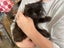 Lexi Fluffy desexed kitten Carousel 5