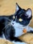 CAT RESCUE CHCH - Ready For Adoption Bramwell Carousel 2