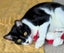 CAT RESCUE CHCH - Ready For Adoption Bramwell Carousel 3