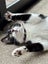 CAT RESCUE CHCH - Ready For Adoption Bramwell Carousel 1