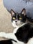 CAT RESCUE CHCH - Ready For Adoption Bramwell Carousel 4