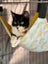 CAT RESCUE CHCH - Ready For Adoption Bramwell Carousel 5