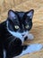 CAT RESCUE CHCH - Ready For Adoption Bramwell Carousel 6