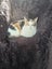Calico Senior Cat female Carousel 1