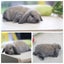 very cute Pure Bred mini Lops Carousel 4