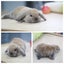 very cute Pure Bred mini Lops Carousel 10