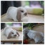 very cute Pure Bred mini Lops Carousel 7
