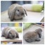 very cute Pure Bred mini Lops Carousel 8