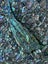 **UNIQUE LARGE PAUA SNAPPER** Carousel 8