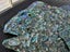 **UNIQUE LARGE PAUA SNAPPER** Carousel 11