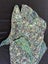 **UNIQUE LARGE PAUA SNAPPER** Carousel 4