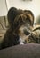 Tucker - beardie/BC cross 4 year old male Carousel 5