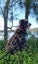 Tucker - beardie/BC cross 4 year old male Carousel 6
