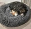 Tucker - beardie/BC cross 4 year old male Carousel 7
