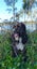 Tucker - beardie/BC cross 4 year old male Carousel 3