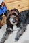 Tucker - beardie/BC cross 4 year old male Carousel 2