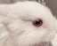 Pure Blood Flemish Giant Baby Rabbits Carousel 2