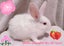 Pure Blood Flemish Giant Baby Rabbits Carousel 1