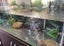Turtle and complete tank setup Carousel 6