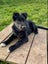 "DAISY" Collie Pup- pound rescue ARAN Rescue Whanganui Carousel 1