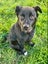 "DAISY" Collie Pup- pound rescue ARAN Rescue Whanganui Carousel 2