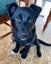 "DAISY" Collie Pup- pound rescue ARAN Rescue Whanganui Carousel 5