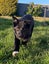 "DAISY" Collie Pup- pound rescue ARAN Rescue Whanganui Carousel 6