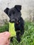"DAISY" Collie Pup- pound rescue ARAN Rescue Whanganui Carousel 7