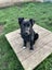 "DAISY" Collie Pup- pound rescue ARAN Rescue Whanganui Carousel 8