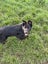 "DAISY" Collie Pup- pound rescue ARAN Rescue Whanganui Carousel 9