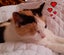 Calico Senior Cat female Carousel 3