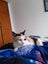 Calico Senior Cat female Carousel 4