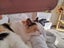 Calico Senior Cat female Carousel 5