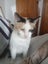 Calico Senior Cat female Carousel 6