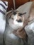 Calico Senior Cat female Carousel 7