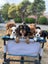 BetterCavs Pedigree King Charles Spaniels Carousel 4