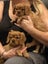 BetterCavs Pedigree King Charles Spaniels Carousel 2