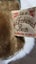 Madrigal Designs Just an old fashion bear-Made In England Carousel 7
