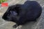 Guinea pigs Carousel 1