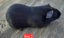 Guinea pigs Carousel 2